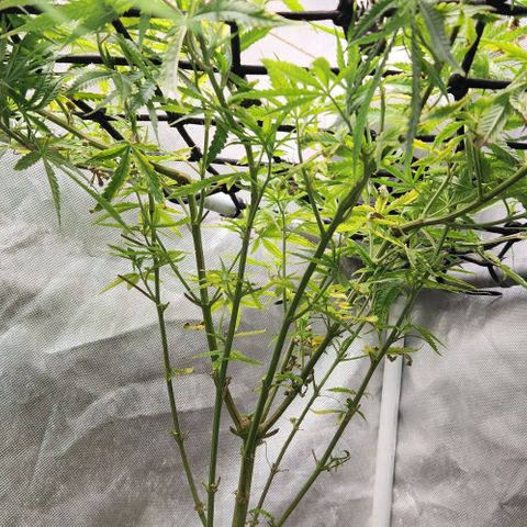 Platinum Girl Scout Cookies growlog timeline photo