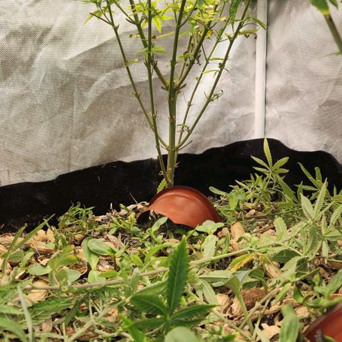 Platinum Girl Scout Cookies growlog timeline photo