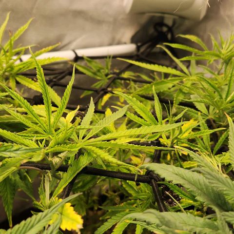 Platinum Girl Scout Cookies growlog timeline photo
