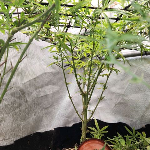 Platinum Girl Scout Cookies growlog timeline photo