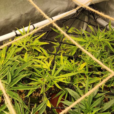 Platinum Girl Scout Cookies growlog timeline photo