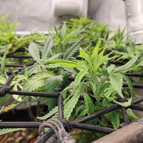 Strawberry Cough growlog timeline photo