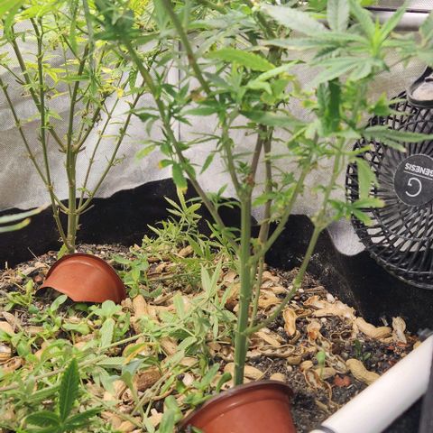 Strawberry Cough growlog timeline photo