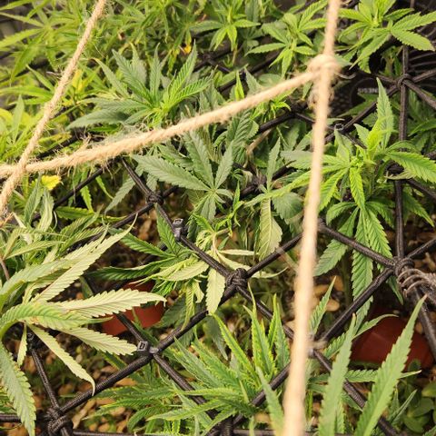 Strawberry Cough growlog timeline photo