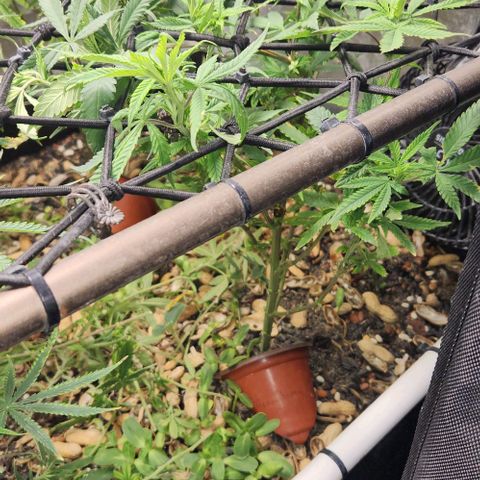 Strawberry Cough growlog timeline photo