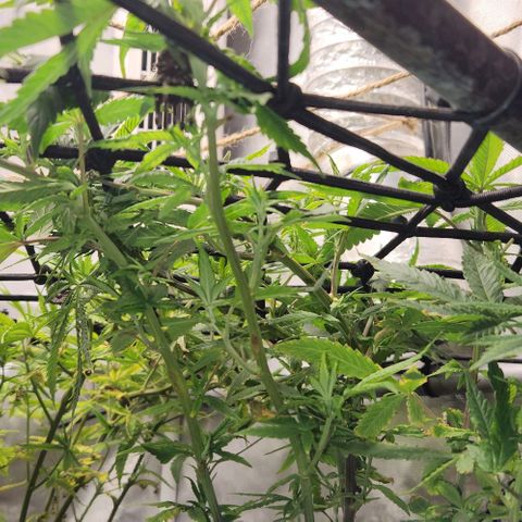 Strawberry Cough growlog timeline photo