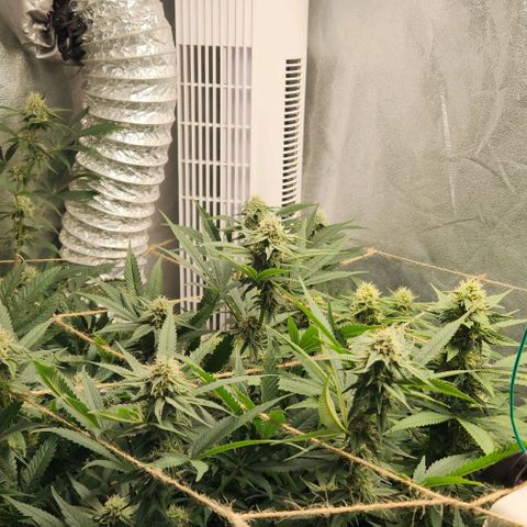 God Bud #1 growlog timeline photo