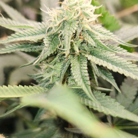 God Bud #1 growlog timeline photo