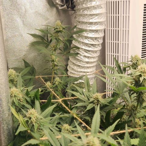 God Bud #1 growlog timeline photo