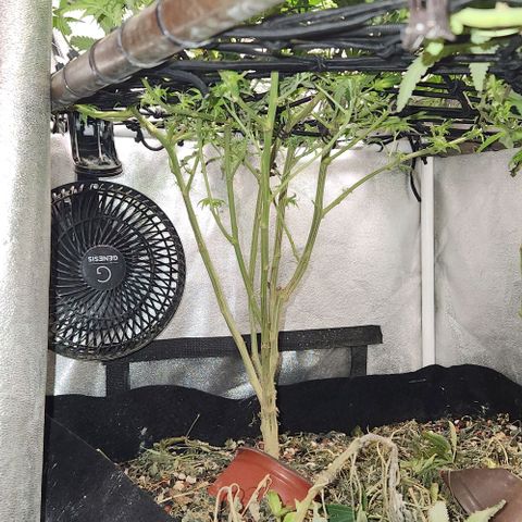 God Bud #1 growlog timeline photo