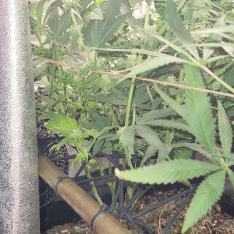 God Bud #1 growlog timeline photo