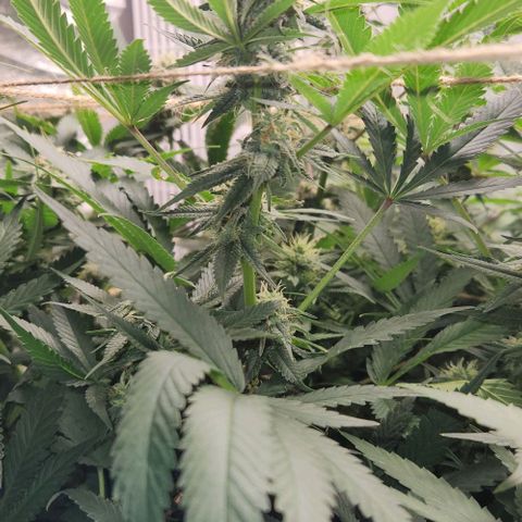 God Bud #1 growlog timeline photo