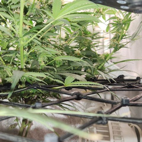 God Bud #2 growlog timeline photo