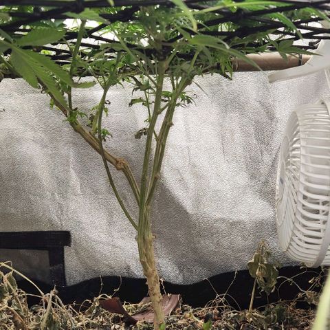 God Bud #2 growlog timeline photo