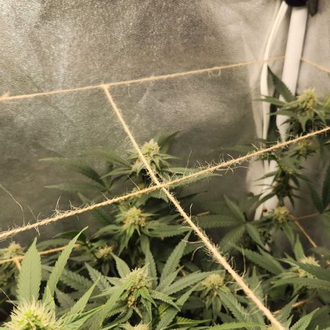 God Bud #2 growlog timeline photo