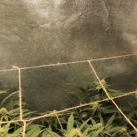 God Bud #2 growlog timeline photo