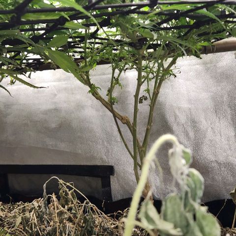 God Bud #2 growlog timeline photo