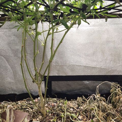 Purple Buddha #1 growlog timeline photo