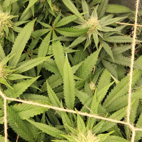 Purple Buddha #1 growlog timeline photo