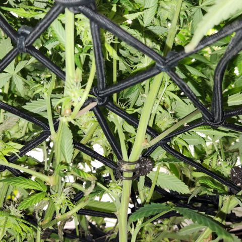 Purple Buddha #1 growlog timeline photo