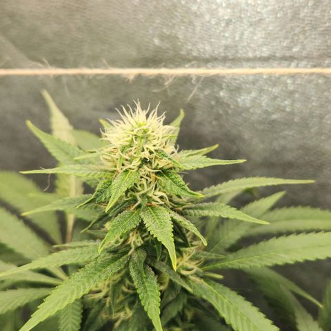 Purple Buddha #1 growlog timeline photo