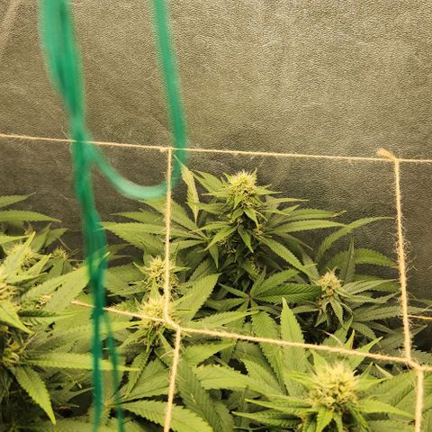 Purple Buddha #1 growlog timeline photo