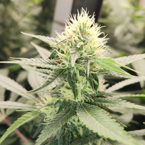Purple Buddha #2 growlog timeline photo