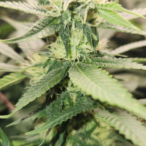 Purple Buddha #2 growlog timeline photo