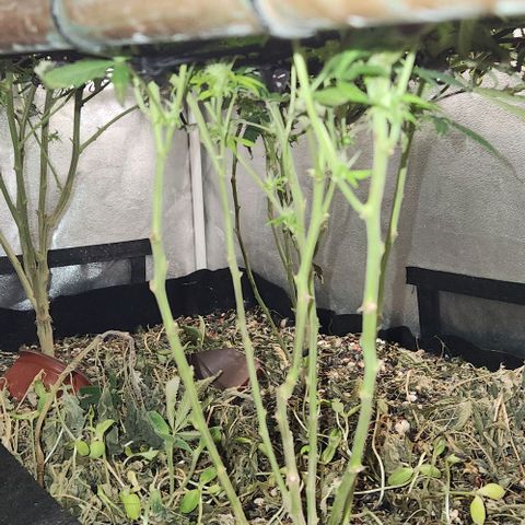 Purple Buddha #2 growlog timeline photo