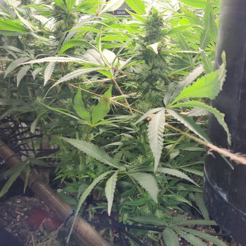 Purple Buddha #2 growlog timeline photo