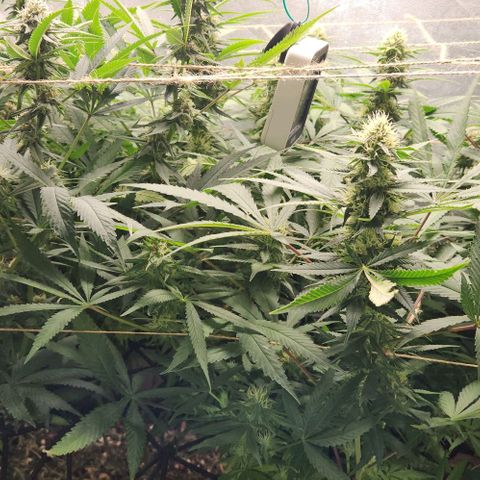 Purple Buddha #2 growlog timeline photo