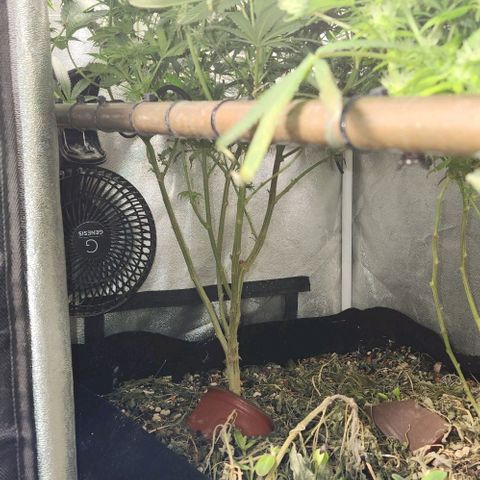 God Bud #1 growlog timeline photo
