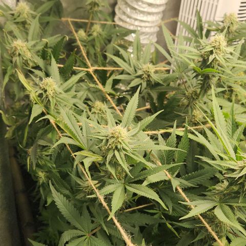 God Bud #1 growlog timeline photo