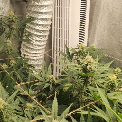 God Bud #1 growlog timeline photo