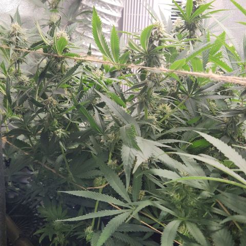 God Bud #1 growlog timeline photo