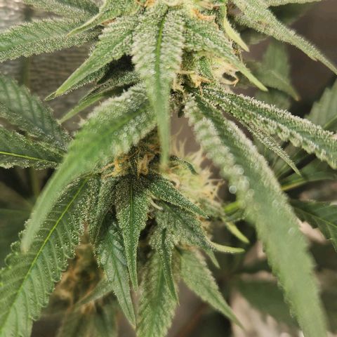 God Bud #1 growlog timeline photo