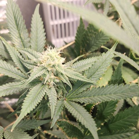 God Bud #1 growlog timeline photo