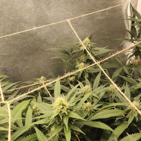 God Bud #2 growlog timeline photo
