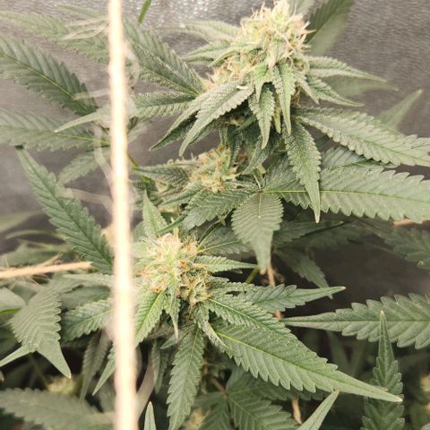 God Bud #2 growlog timeline photo