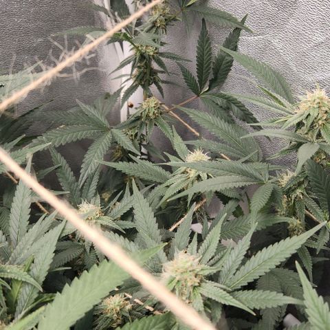 God Bud #2 growlog timeline photo