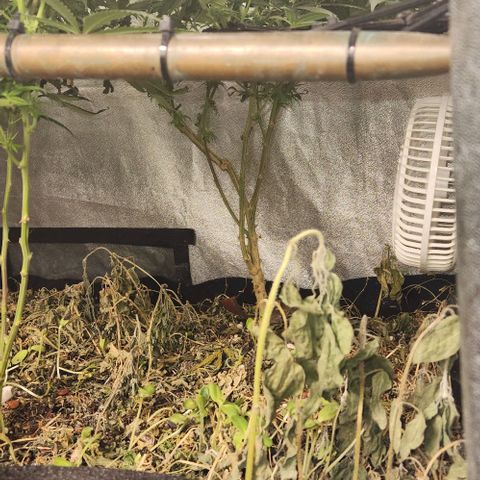 God Bud #2 growlog timeline photo