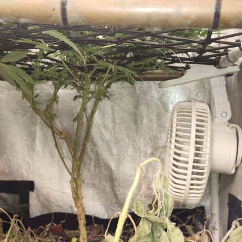God Bud #2 growlog timeline photo