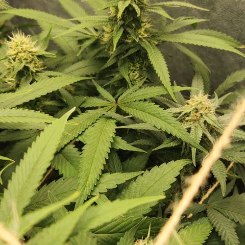 Purple Buddha #1 growlog timeline photo