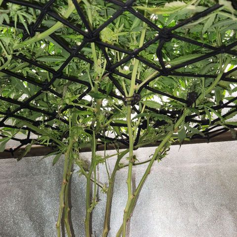 Purple Buddha #1 growlog timeline photo