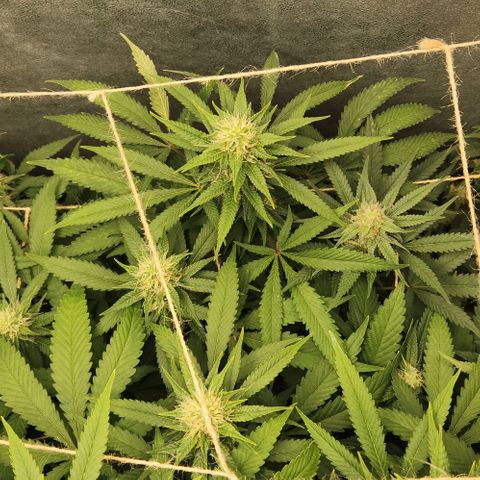 Purple Buddha #1 growlog timeline photo