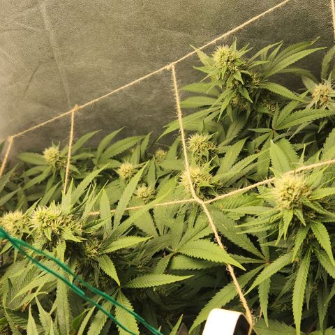 Purple Buddha #1 growlog timeline photo