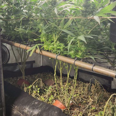 Purple Buddha #2 growlog timeline photo
