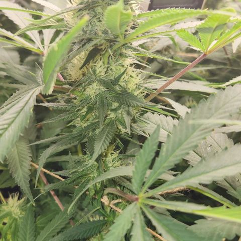 Purple Buddha #2 growlog timeline photo