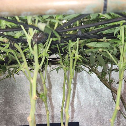 Purple Buddha #2 growlog timeline photo
