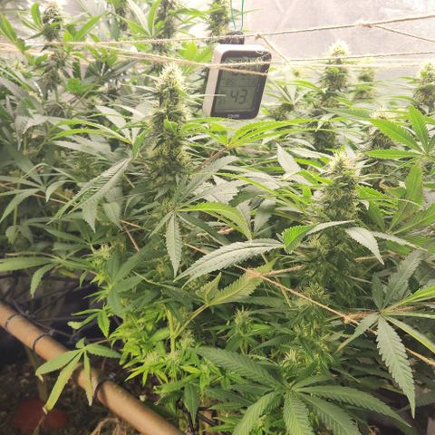Purple Buddha #2 growlog timeline photo